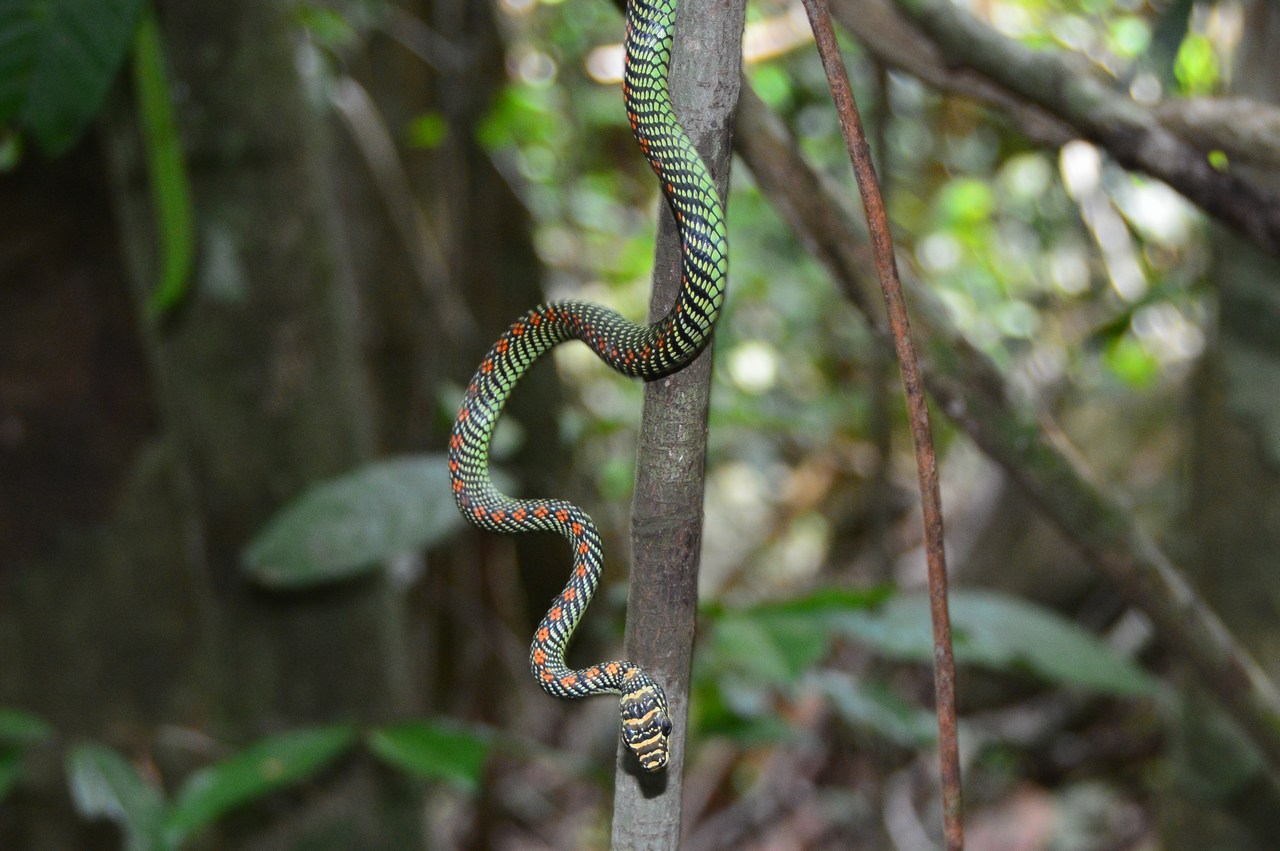 Chrysopelea paradisi